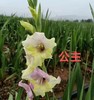 剑兰·阿魔公主 商品缩略图0