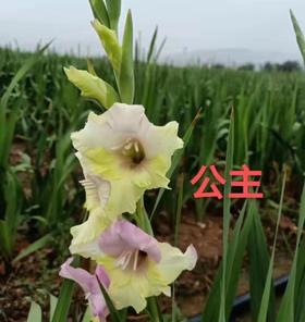 剑兰·阿魔公主