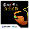 【南京】素的吃荤的—食虫植物 商品缩略图0