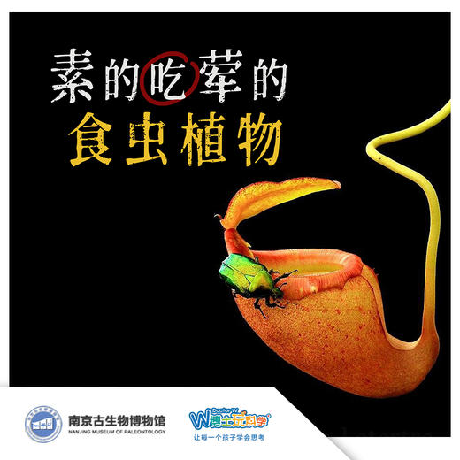 【南京】素的吃荤的—食虫植物 商品图0