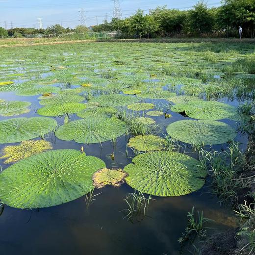 丨生态丨水八仙鲜鸡头米400g 芡实  收到记得冰箱冷冻 商品图8