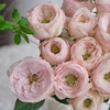 国产多头玫瑰花酷皮10支 商品缩略图1
