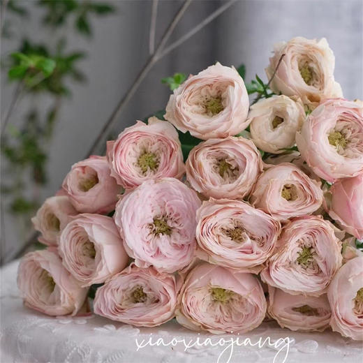 国产多头玫瑰花酷皮10支 商品图2