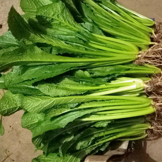 【生鲜预定】小苦菜苗 商品图0