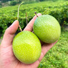 『钦蜜9号黄金百香果』纯甜风味，香气浓郁，不加蜂蜜直接吃 商品缩略图5