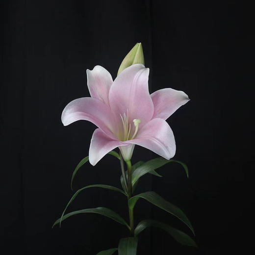 百合.粉铁炮 商品图1