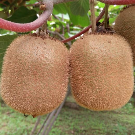 【好物推荐】奶香绿心猕猴桃 细嫩多汁 果肉饱满 商品图4