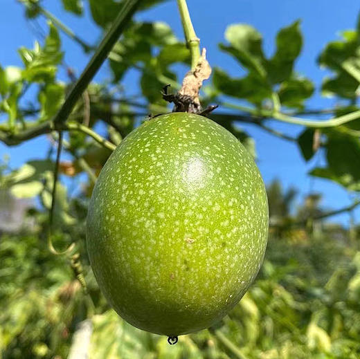 『钦蜜9号黄金百香果』纯甜风味，香气浓郁，不加蜂蜜直接吃 商品图2