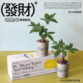 转运植物（RICH發財樹）