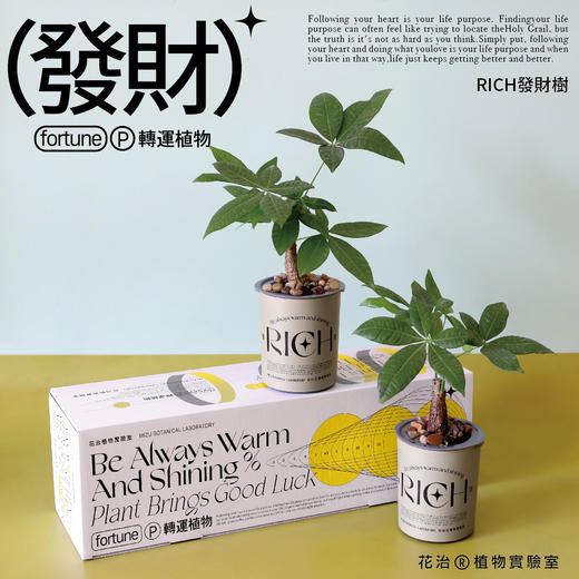 转运植物（RICH發財樹） 商品图0