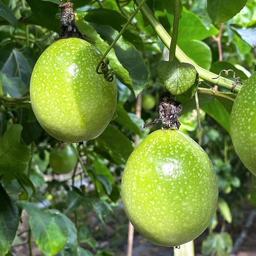 『钦蜜9号黄金百香果』纯甜风味，香气浓郁，不加蜂蜜直接吃 商品图7