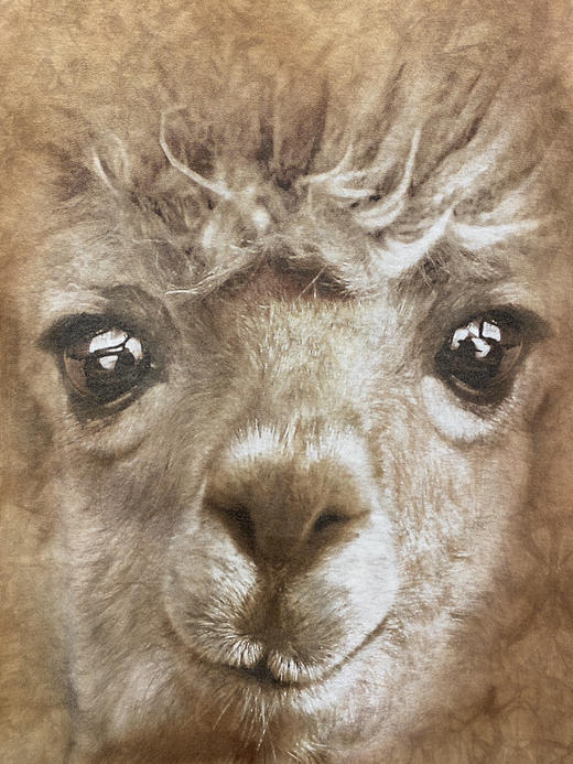 THE MOUNTAIN 短袖T恤 _PST(M) 商品图3