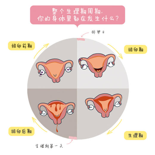 生理期很酷 杨刘 译 女性生理卫生 青少年读物 医学科普 9787571423667北京科学技术出版社 商品图4