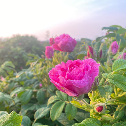 【重瓣玫瑰花冠茶】平阴玫瑰 国家地理标志产品 特级无硫 饮玫瑰 疏肝气 滋润美颜 30g/罐 商品图4