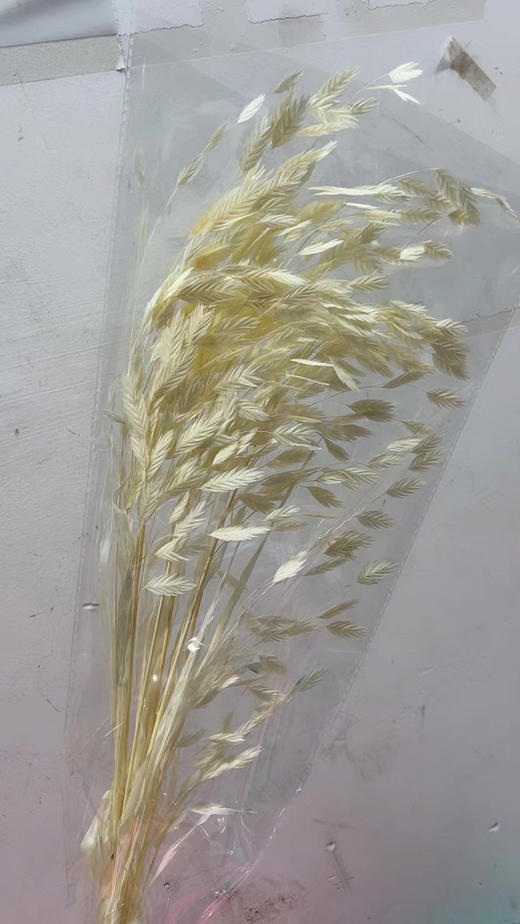 小盼草 商品图4