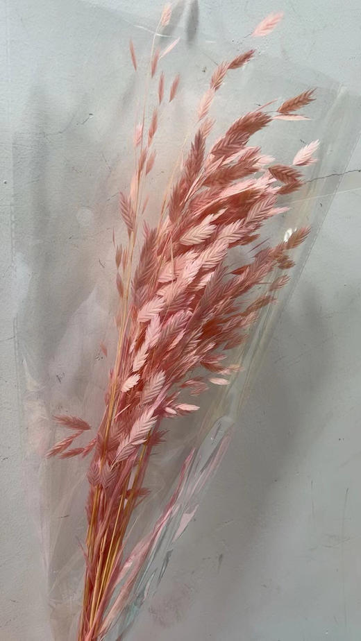 小盼草 商品图7