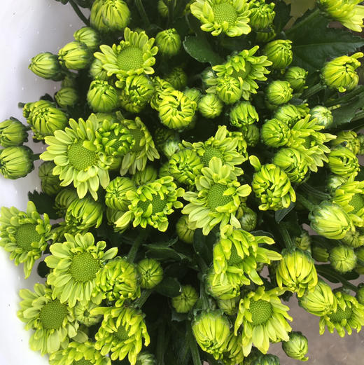 小菊.绿精灵 商品图0