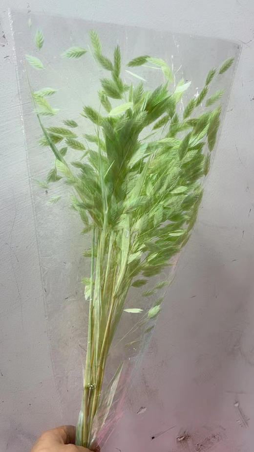 小盼草 商品图5