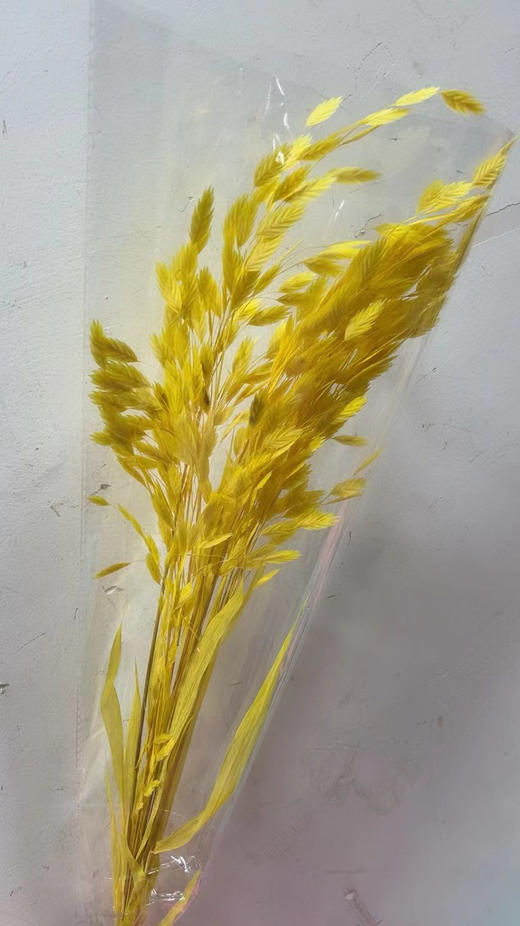 小盼草 商品图6