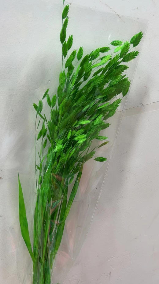 小盼草 商品图2