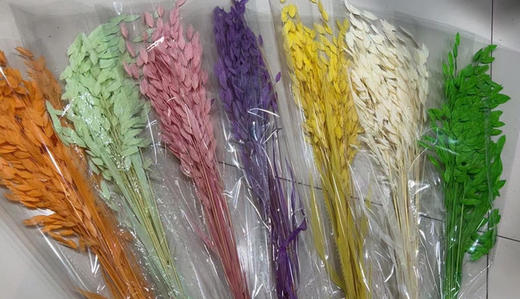 小盼草 商品图1