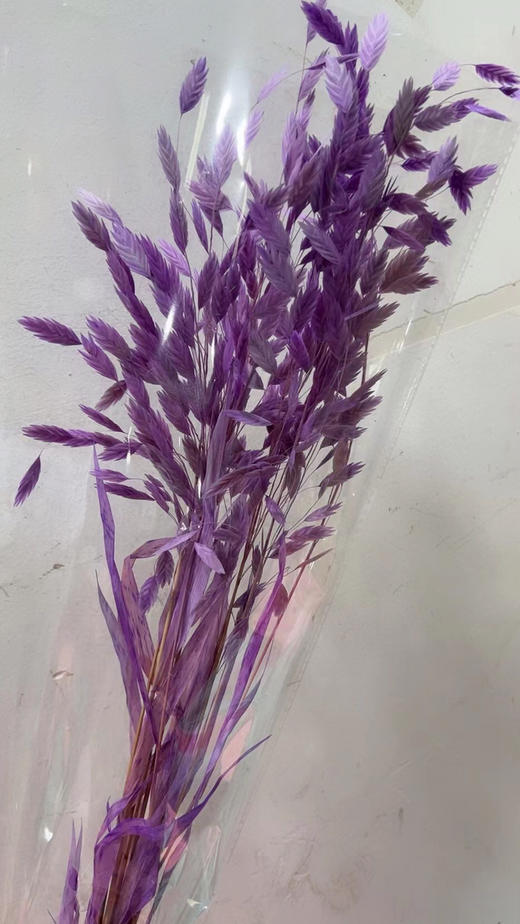 小盼草 商品图8