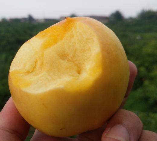 【秒杀】时令水果黄金油桃4.5斤家庭装（12-18个左右） 商品图1