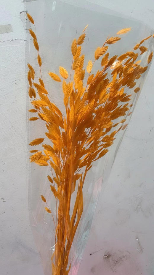 小盼草 商品图3