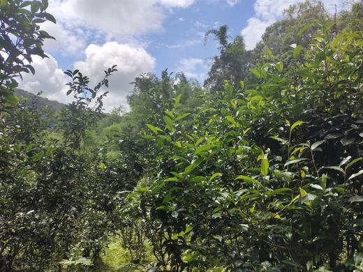 安叶家自产森林生态茶（普洱茶/红茶/白茶） 商品图7