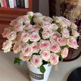 同城甄选精品花材星悦宝贝多头玫瑰10支