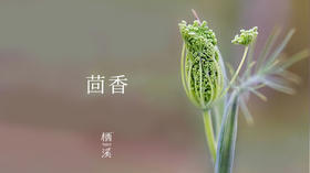 茴香——调味有回天之力，油香能健胃行气 | 植物小课堂028