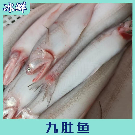 九肚鱼 商品图1