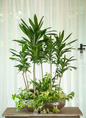 巧克力朱蕉组合盆栽