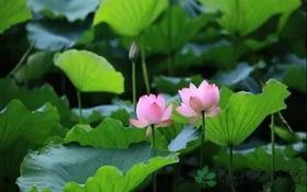  祛病根的20天，谨记艾灸“六字箴言” 