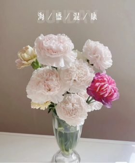 海盛康乃馨（5支） 颜色随机