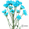 小菊 | 染色小菊天蓝色 商品缩略图1