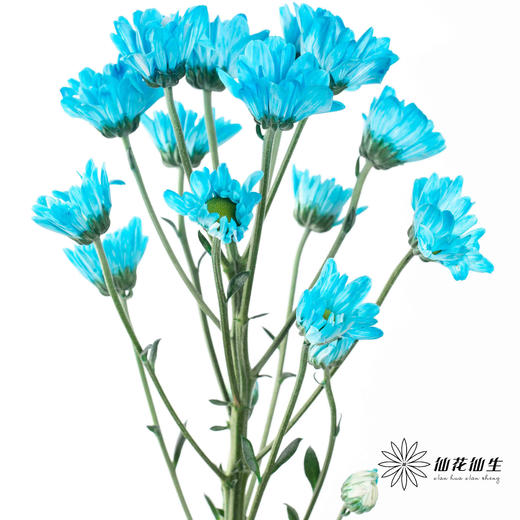 小菊 | 染色小菊天蓝色 商品图1