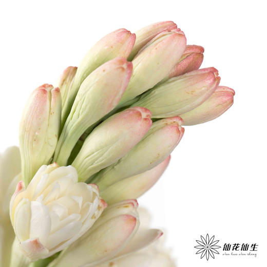 配花 | 晚香玉白色 商品图1