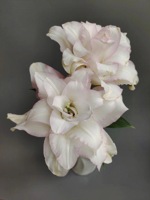 冰美人重瓣百合【你是微弱星光，却胜过芸芸众生】简小姐精选双色重瓣百合 冰美人 2件顺丰冷链包邮 下单5天发货 商品图1