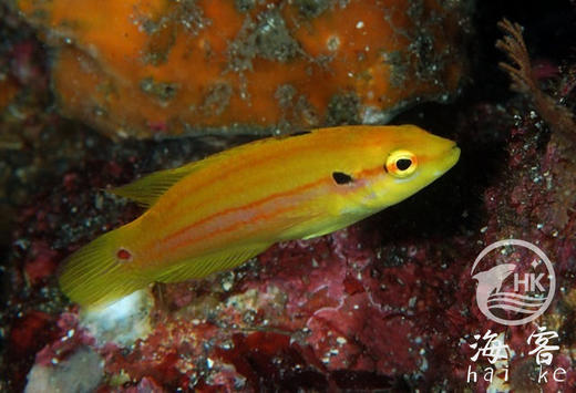 糖果狐 商品图1