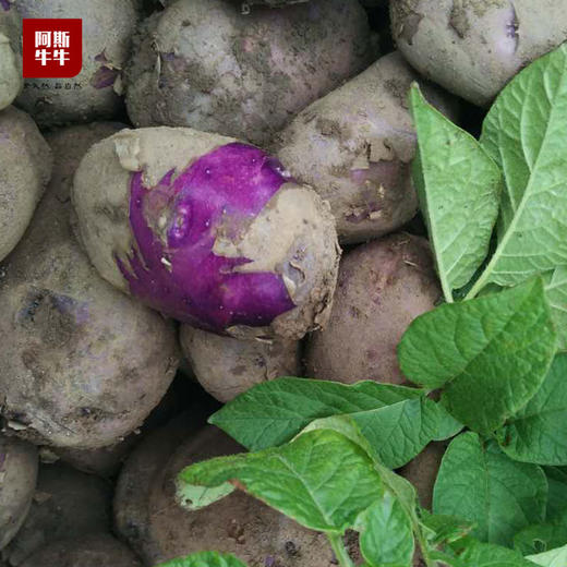 【中秋好“食”节】会东七彩洋芋5斤/10斤装 商品图3