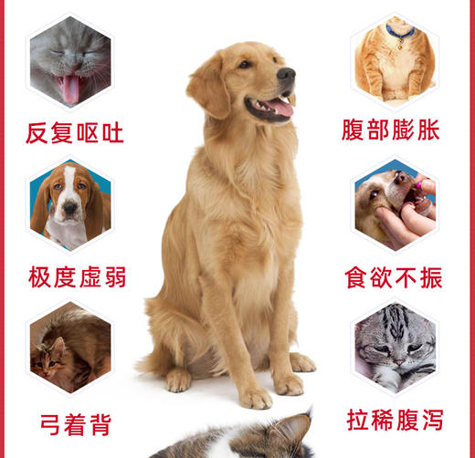 宠物营养补充剂犬猫用宠夷宝30粒（台湾） 商品图3