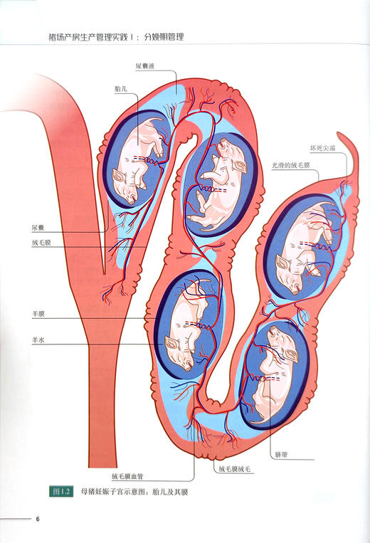 猪场产房生产管理实践I：分娩期管理 商品图4