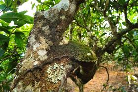  【普洱课堂】第2期：普洱茶的前世今生（下） 