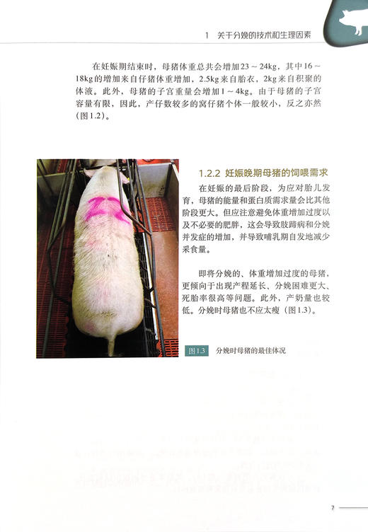 猪场产房生产管理实践I：分娩期管理 商品图5