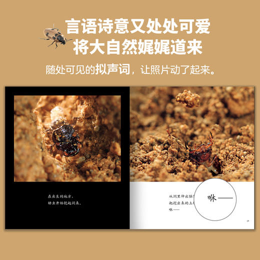 生命的故事（第四辑）（共12册）科普绘本 摄影绘本 商品图8