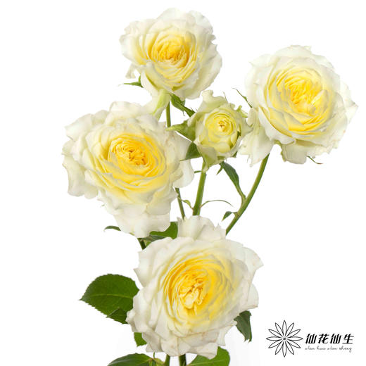 多头玫瑰 | 阿莫尼如 商品图1