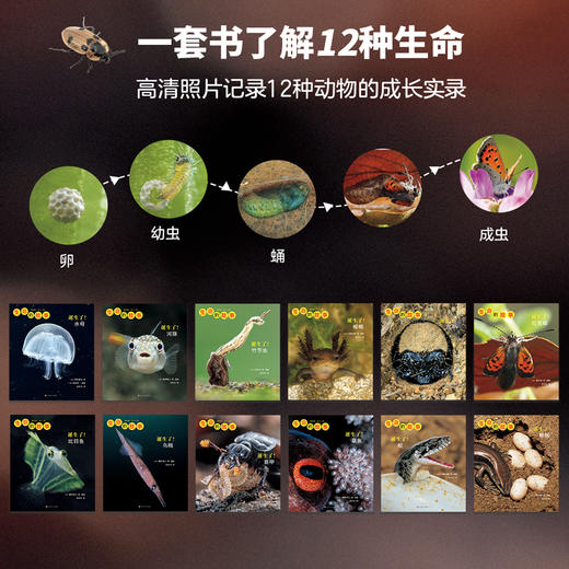 生命的故事（第四辑）（共12册）科普绘本 摄影绘本 商品图2