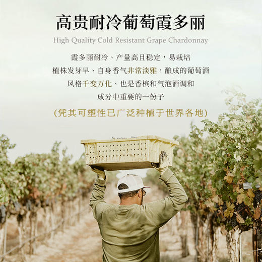 【五大百年家族酿制】菲特瓦霞多丽珍藏干白葡萄酒 AOP等级 13%vol 商品图8