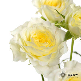 多头玫瑰 | 阿莫尼如